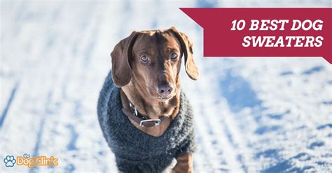 best dog sweaters for winter.